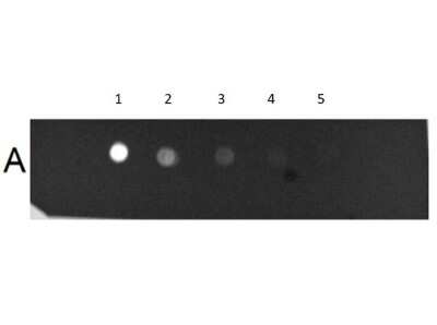 Dot Blot: Human IgM Isotype Control [FITC] [NBP1-96829] - Dot Blot Results of Human IgM isotype control [FITC]. Human IgM Whole Molecule Fluorescein Conjugate (1) 100ng, (2) 33.33ng, (3) 11.11ng, (4) 3.70ng, (5) 1.23ng. Block: Fluorescent Buffer at RT for 30 mins.